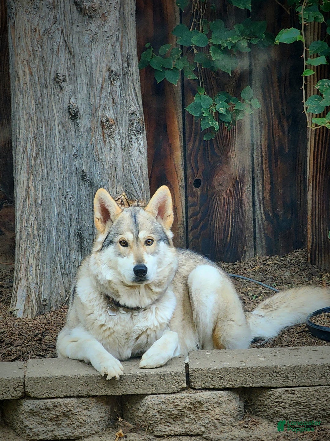 German Shepherd dogs for sale: Dippers - Image 3