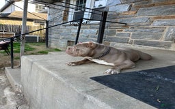 American Bully dogs for sale: Luna Black - Image 10