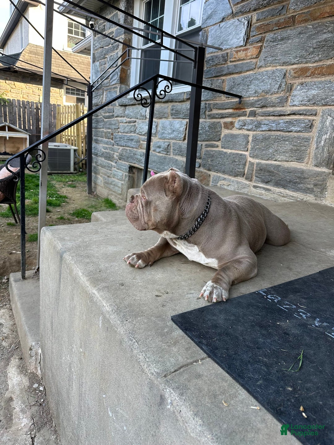 American Bully dogs for sale: Luna Black - Image 10
