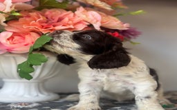 Cocker Spaniel dogs for sale: Lucy - Image 3