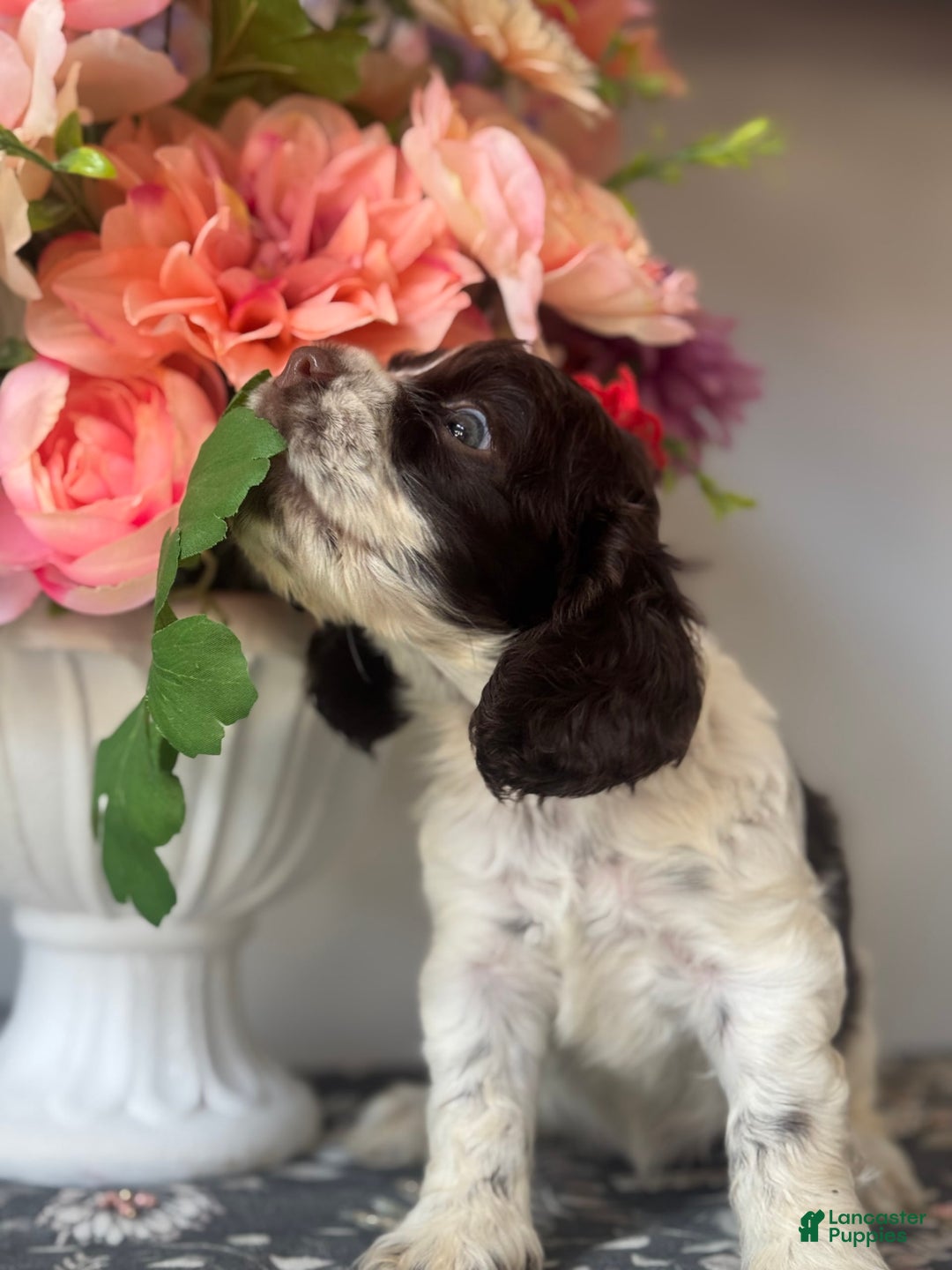 Cocker Spaniel dogs for sale: Lucy - Image 3