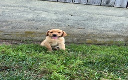 Labrador Retriever dogs for sale: Jasper - Image 5