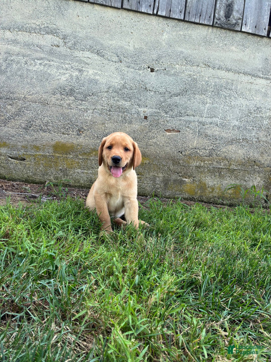 Labrador Retriever dogs for sale: Jasper - Image 5