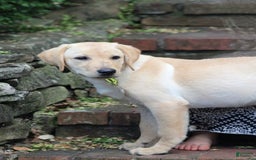 Labrador Retriever dogs for sale: Dexter - Image 4
