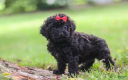 Miniature Poodle dogs for sale: Evelyn - Image 2