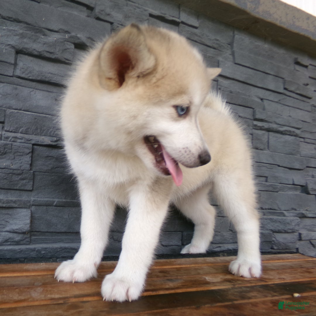 Pomsky dogs for sale: Silas - Image 13