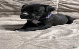 Great Dane dogs for sale: Black Female 3 - Image 2