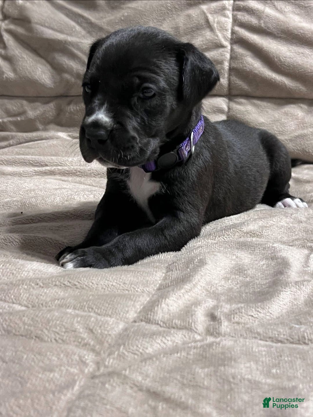 Great Dane dogs for sale: Black Female 3 - Image 2
