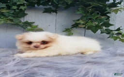 Pomeranian dogs for sale: Brody - Image 5