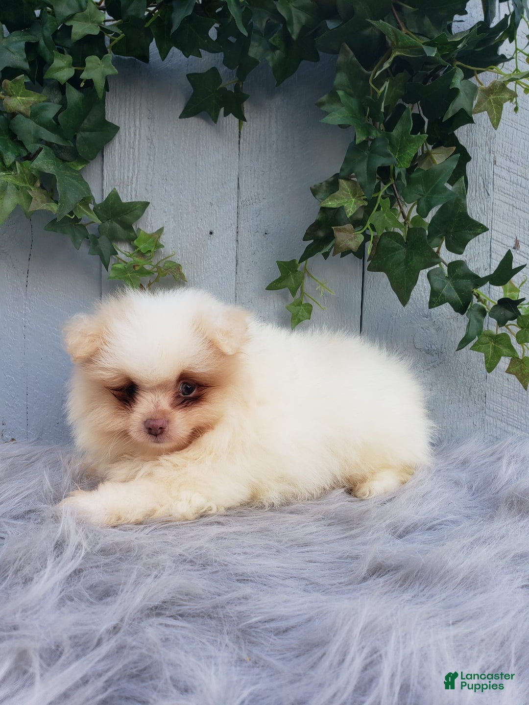 Pomeranian dogs for sale: Brody - Image 5