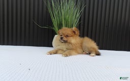 Pomeranian dogs for sale: Sandy - Image 7