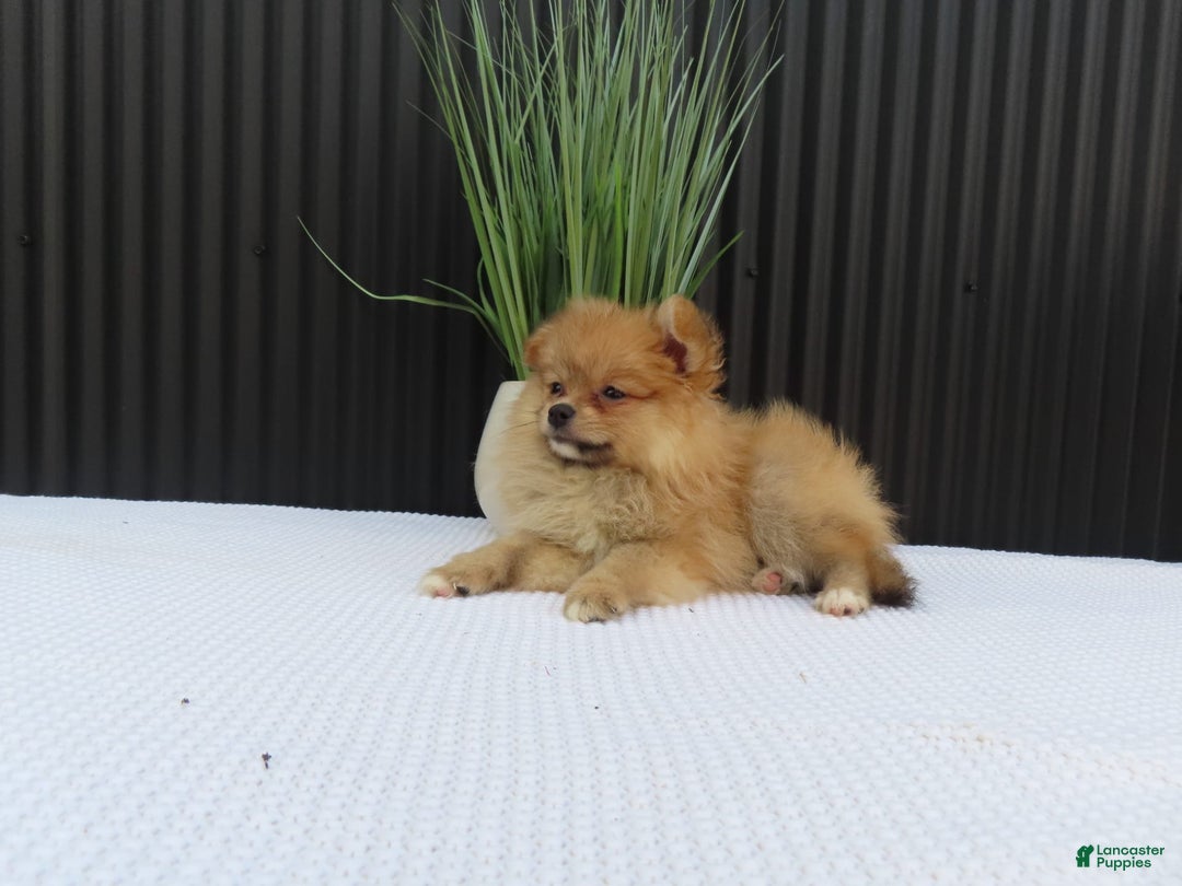 Pomeranian dogs for sale: Sandy - Image 7