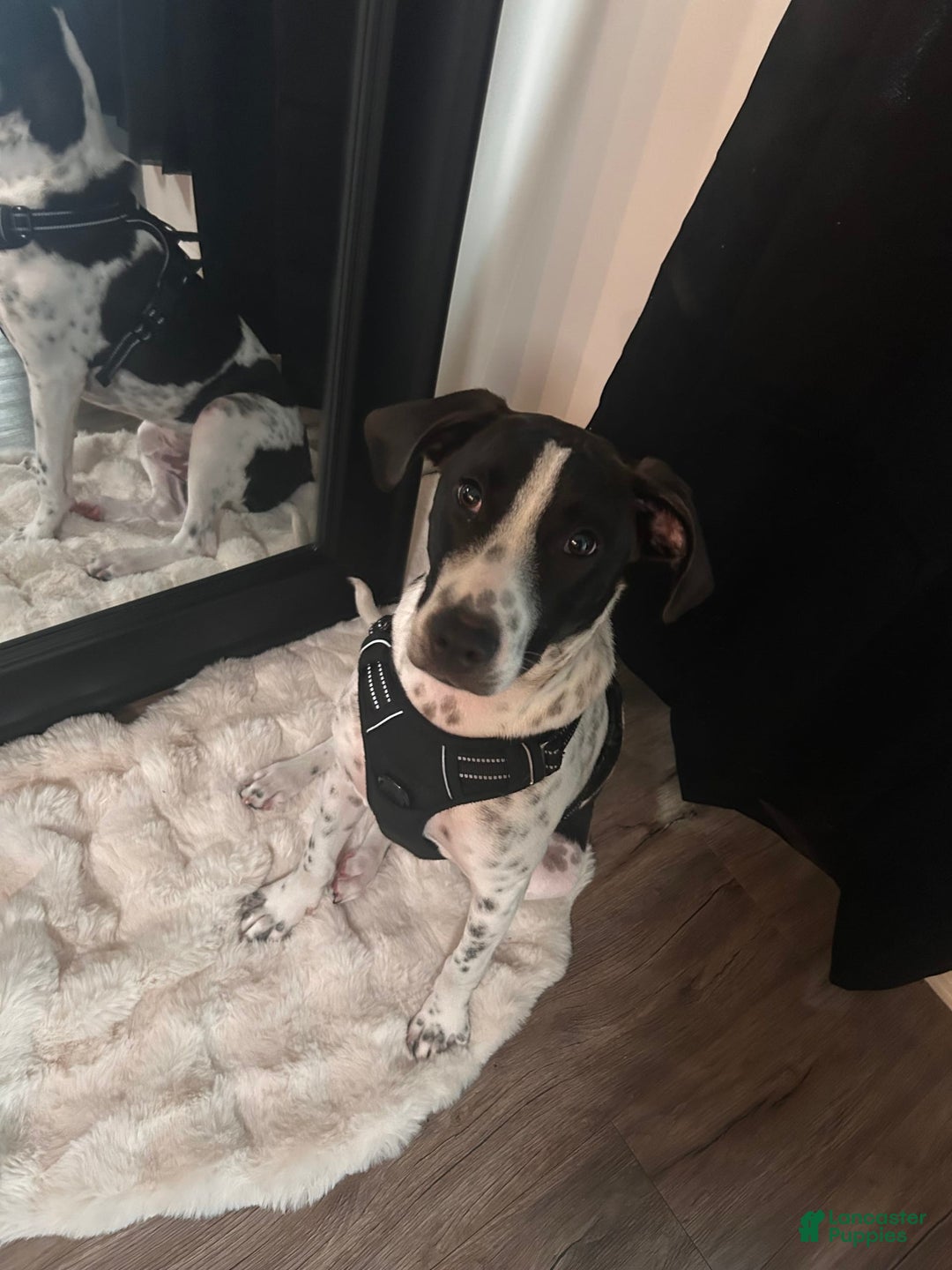 German Shorthaired Pointer dogs for sale: Bently - Image 4