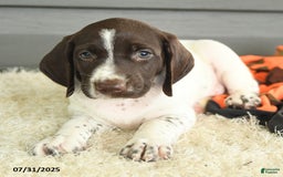 German Shorthaired Pointer dogs for sale: Awesome - Image 2