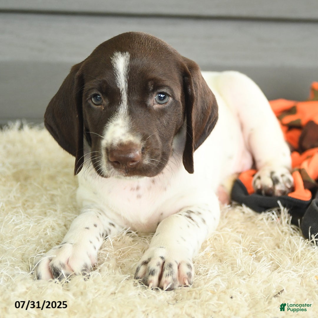 German Shorthaired Pointer dogs for sale: Awesome - Image 2