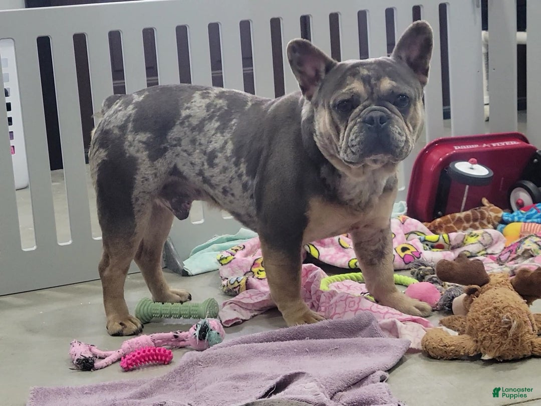 French Bulldog dogs for sale: Angel - Image 8