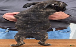 Staffordshire Bull Terrier dogs for sale: Hawks Ace - Image 3