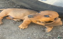 Miniature Dachshund dogs for sale: Twins - Image 25
