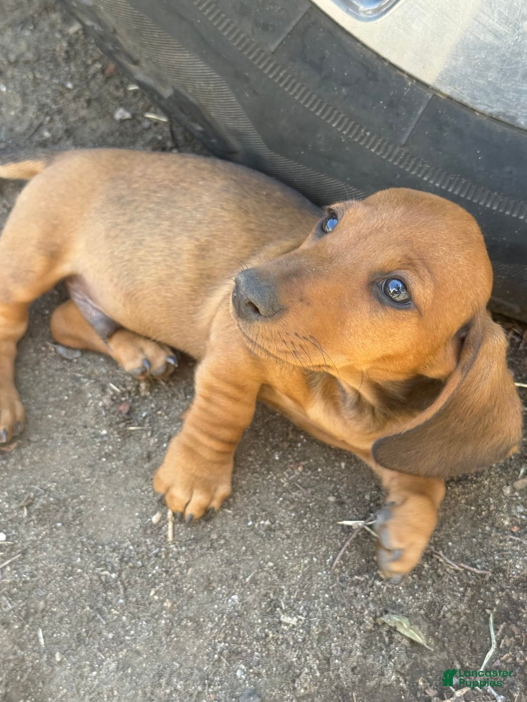 Miniature Dachshund dogs for sale: Twins - Image 25