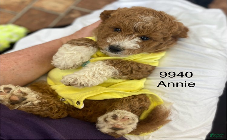 Mini Goldendoodle dogs for sale - Ad 1