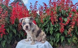 Frenchton dogs for sale: Nadia - Image 8