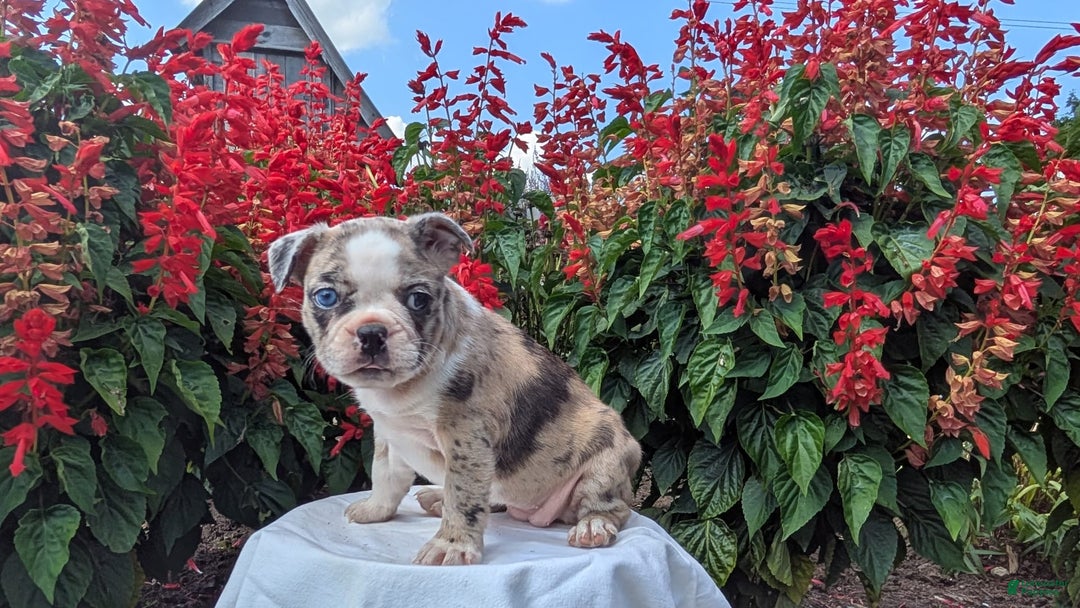 Frenchton dogs for sale: Nadia - Image 8
