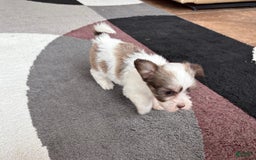 Coton De Tulear dogs for sale: Rita - Image 10