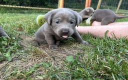 Labrador Retriever dogs for sale: Sammy - Image 1
