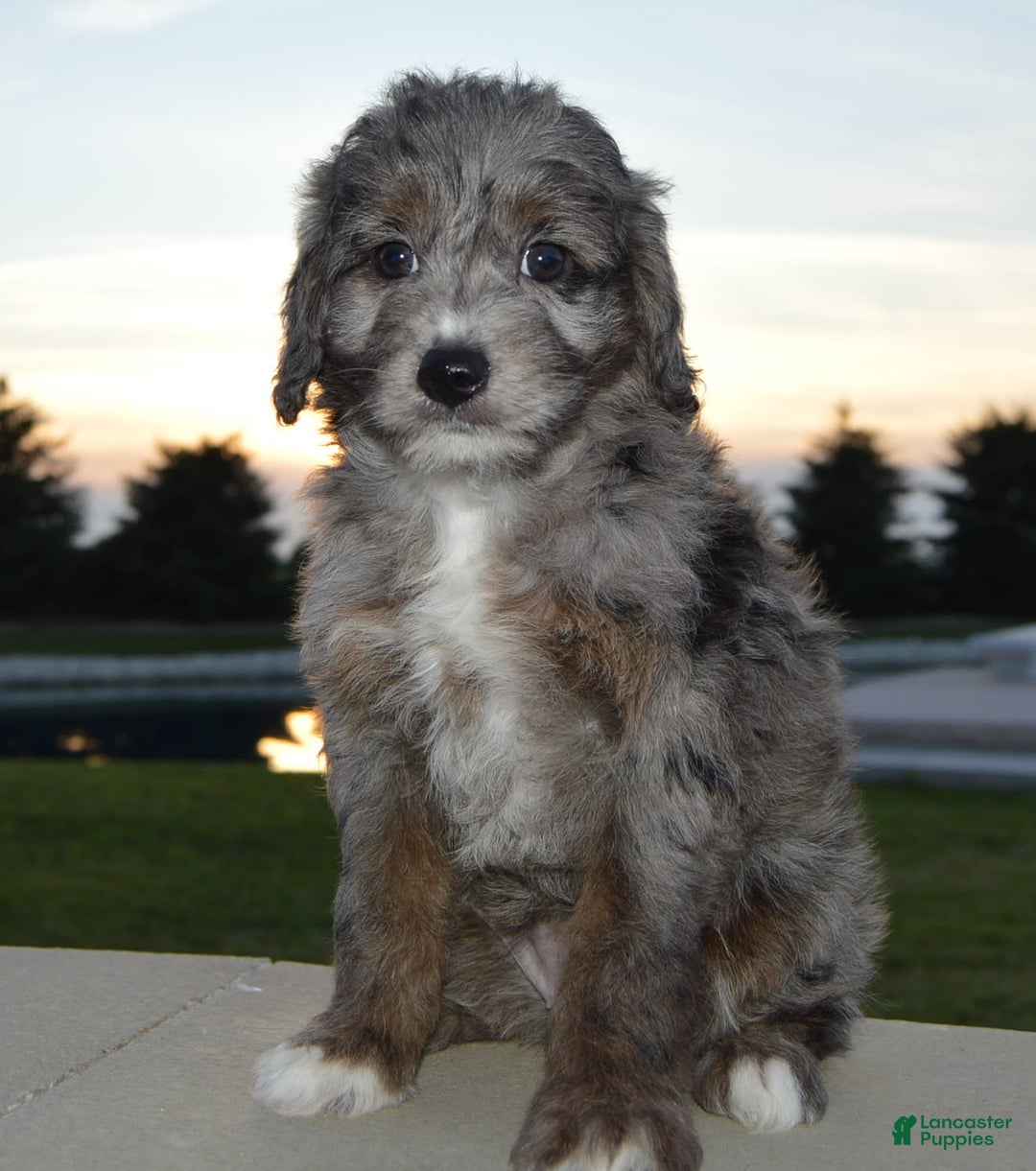 Mini Aussiedoodle dogs for sale: Mini Ava - Image 11