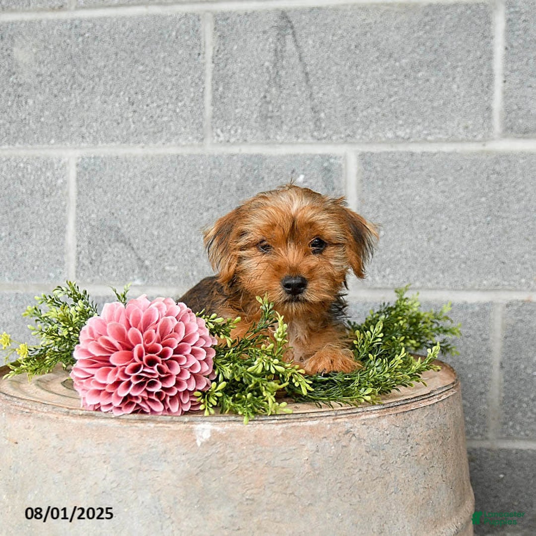 Shorkie dogs for sale: Bud - Image 5