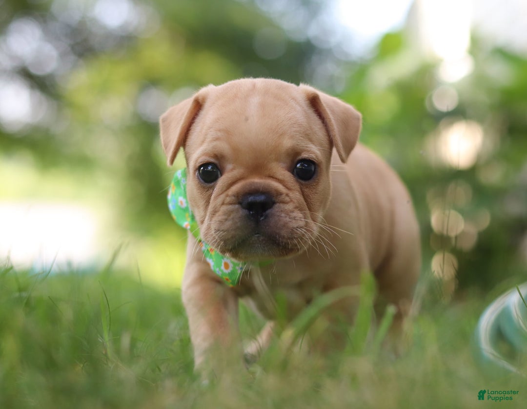 French Bulldog dogs for sale: Ryder - Image 3