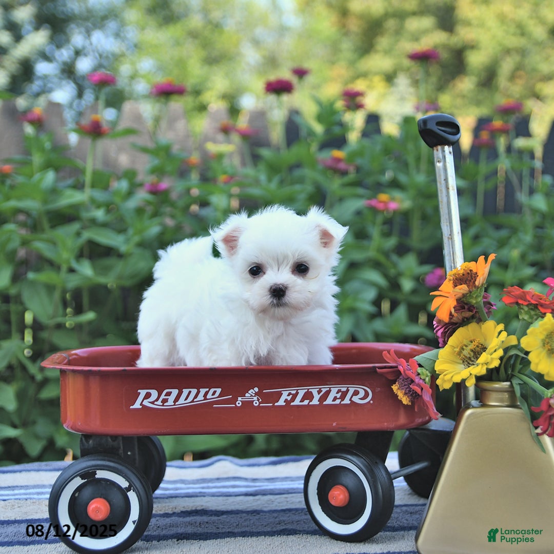 Maltese dogs for sale: Bobby Extra Small - Image 5