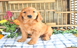 Golden Retriever dogs for sale: Golden Retriever 11 puppies - Image 12