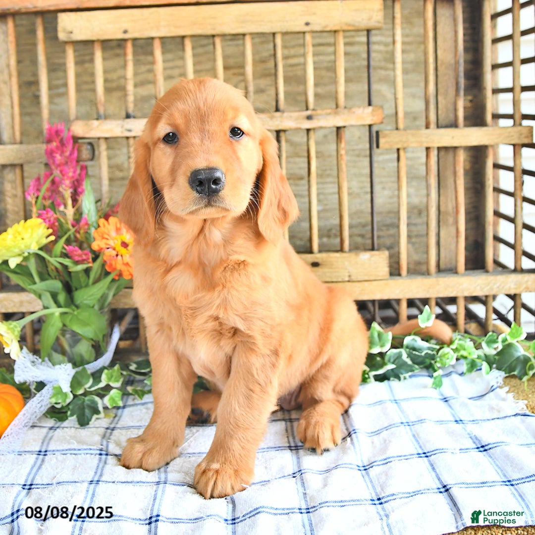 Golden Retriever dogs for sale: Golden Retriever 11 puppies - Image 12