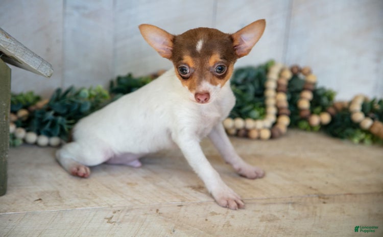 Toy Fox Terrier dogs - Advert 8