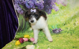 dogs for sale: Lacey - Image 11
