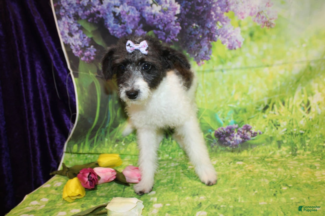  dogs for sale: Lacey - Image 11
