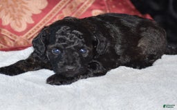 Yorkiepoo dogs for sale: Plaid - Image 12