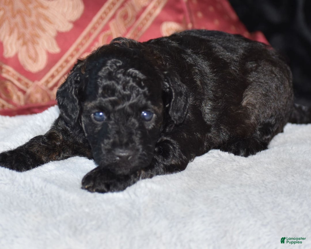 Yorkiepoo dogs for sale: Plaid - Image 12