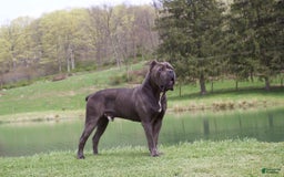 Cane Corso dogs for sale: Chief - Image 2