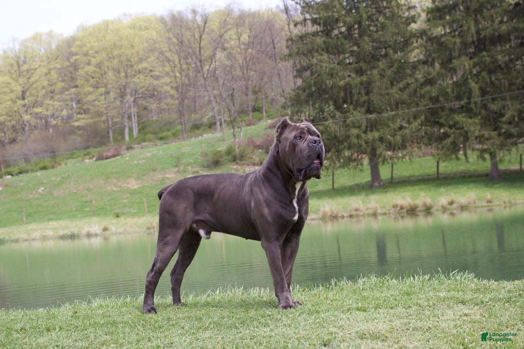 Cane Corso dogs for sale: Chief - Image 2