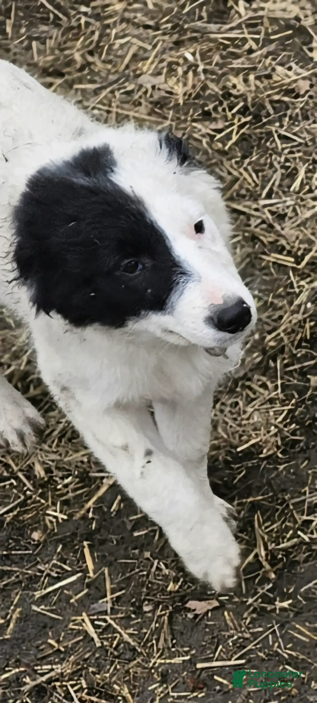Border Collie dogs for sale: Divvy - Image 16