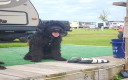 Labradoodle dogs for sale: Ruby - Image 19