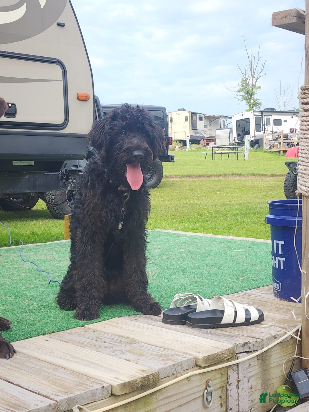 Labradoodle dogs for sale: Ruby - Image 19