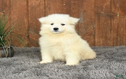 Samoyed dogs for sale: Daffodil - Image 3