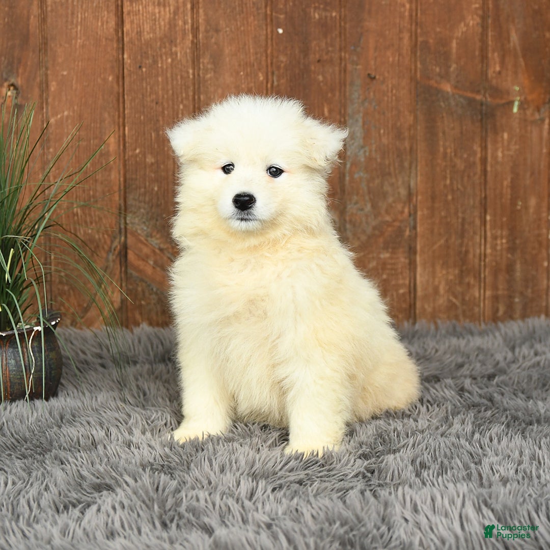 Samoyed dogs for sale: Daffodil - Image 3