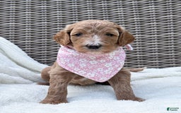 Goldendoodle dogs for sale: Virginia - Image 20