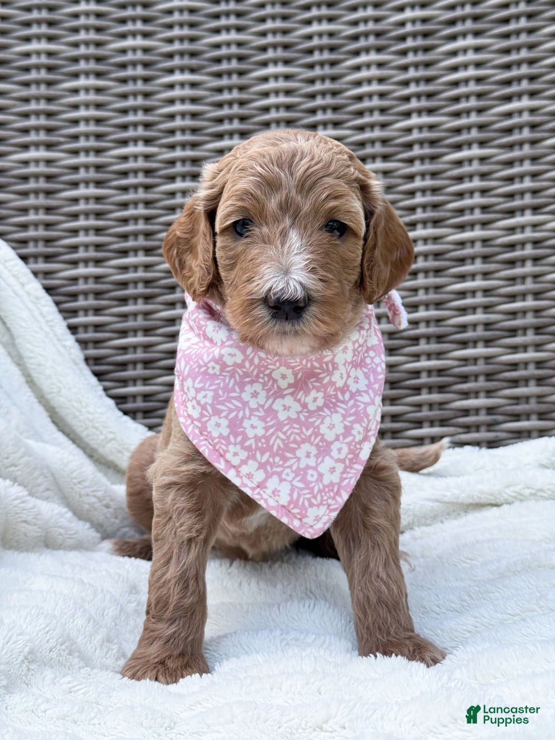 Goldendoodle dogs for sale: Virginia - Image 20