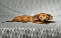 Miniature Dachshund dogs for sale: Parker - Image 4
