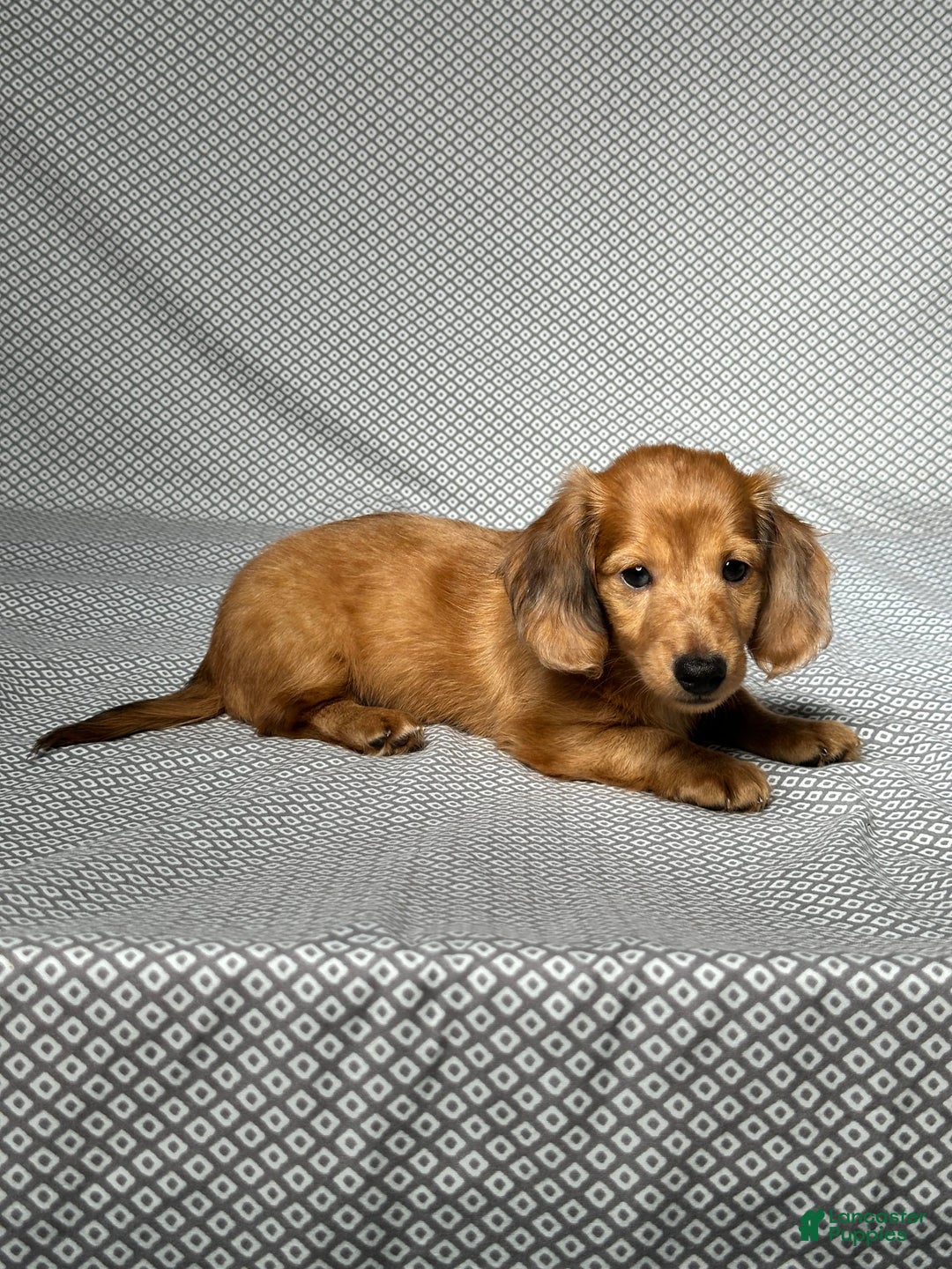 Miniature Dachshund dogs for sale: Parker - Image 4